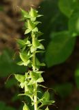 Digitalis purpurea