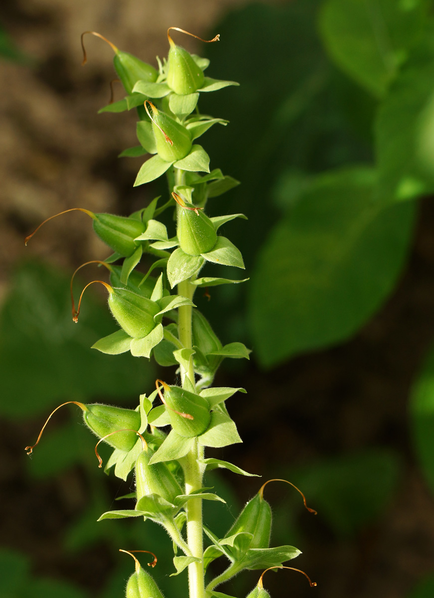 Изображение особи Digitalis purpurea.