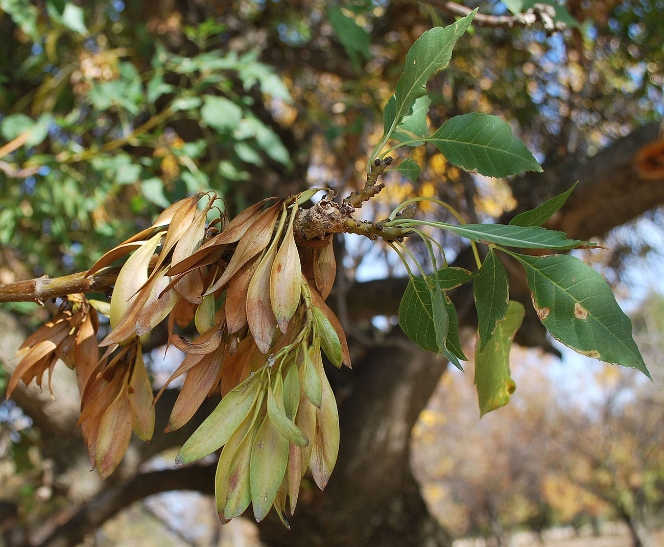 Image of Fraxinus syriaca specimen.