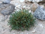 Astragalus nuratensis. Растение в каменистом сухом русле. Узбекистан, Навоийская обл., хр. Актау, урочище Амбарсай, около 740 м н.у.м. 11.06.2018.