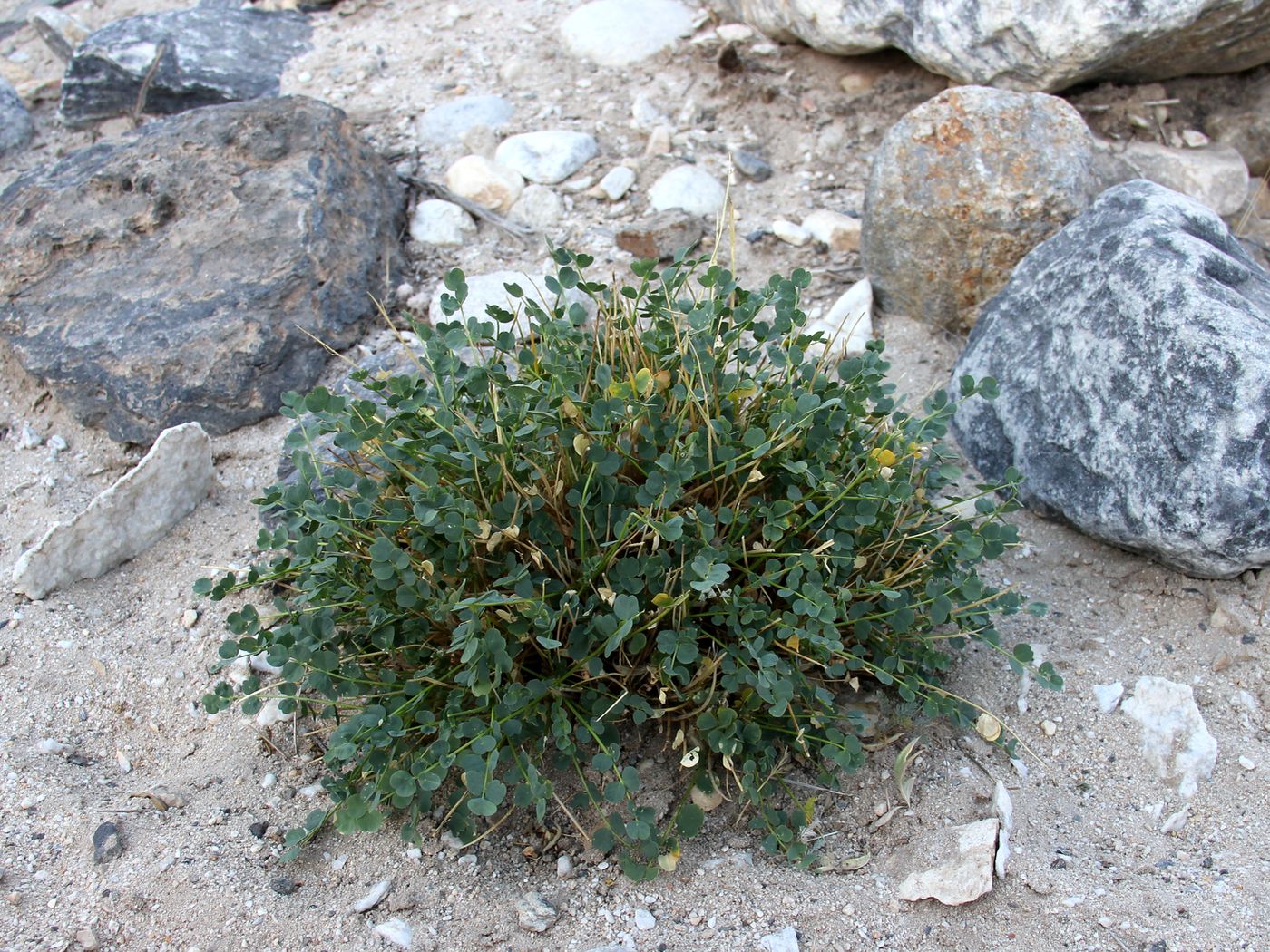 Изображение особи Astragalus nuratensis.