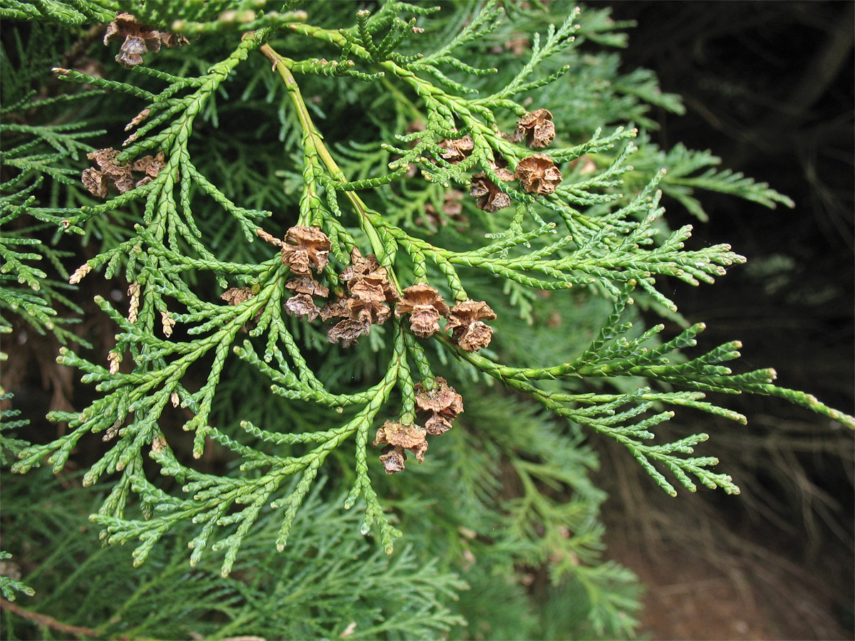 Image of Chamaecyparis lawsoniana specimen.