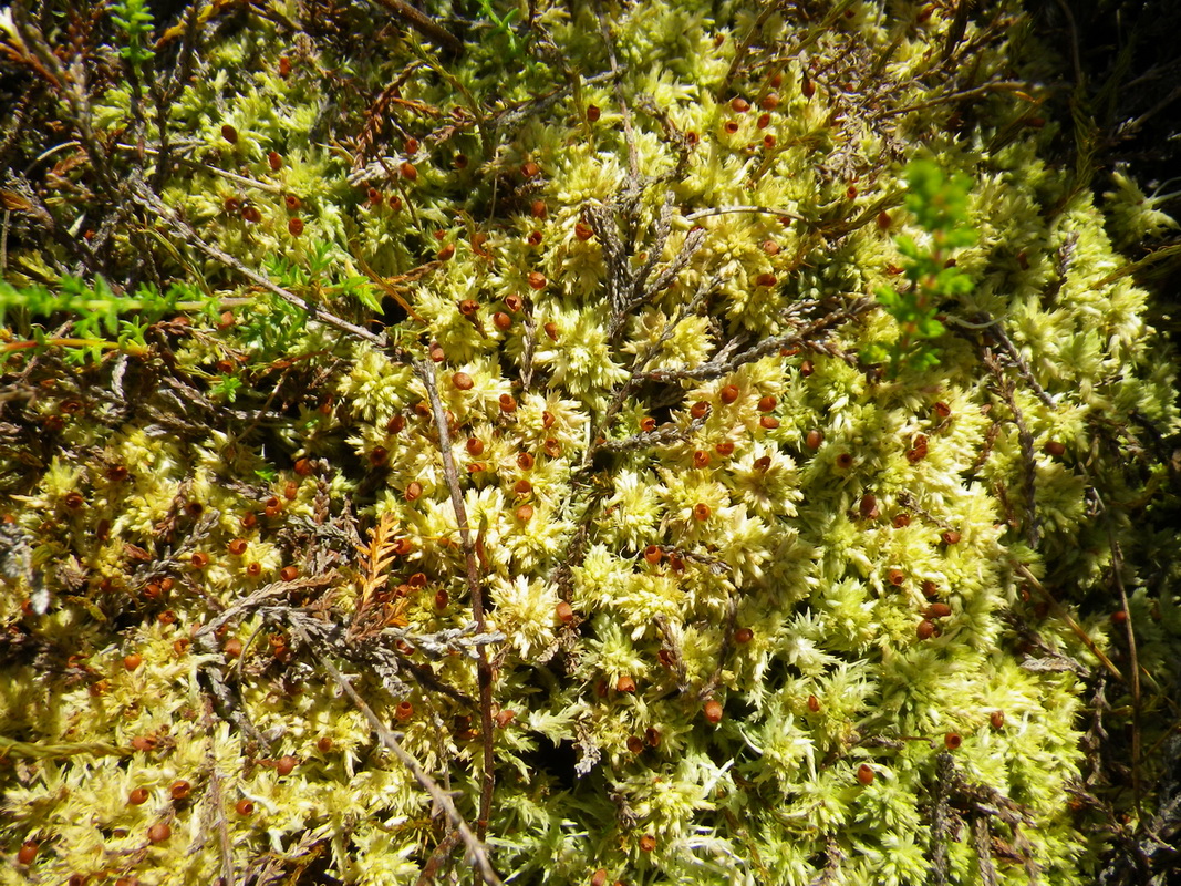 Image of Sphagnum molle specimen.