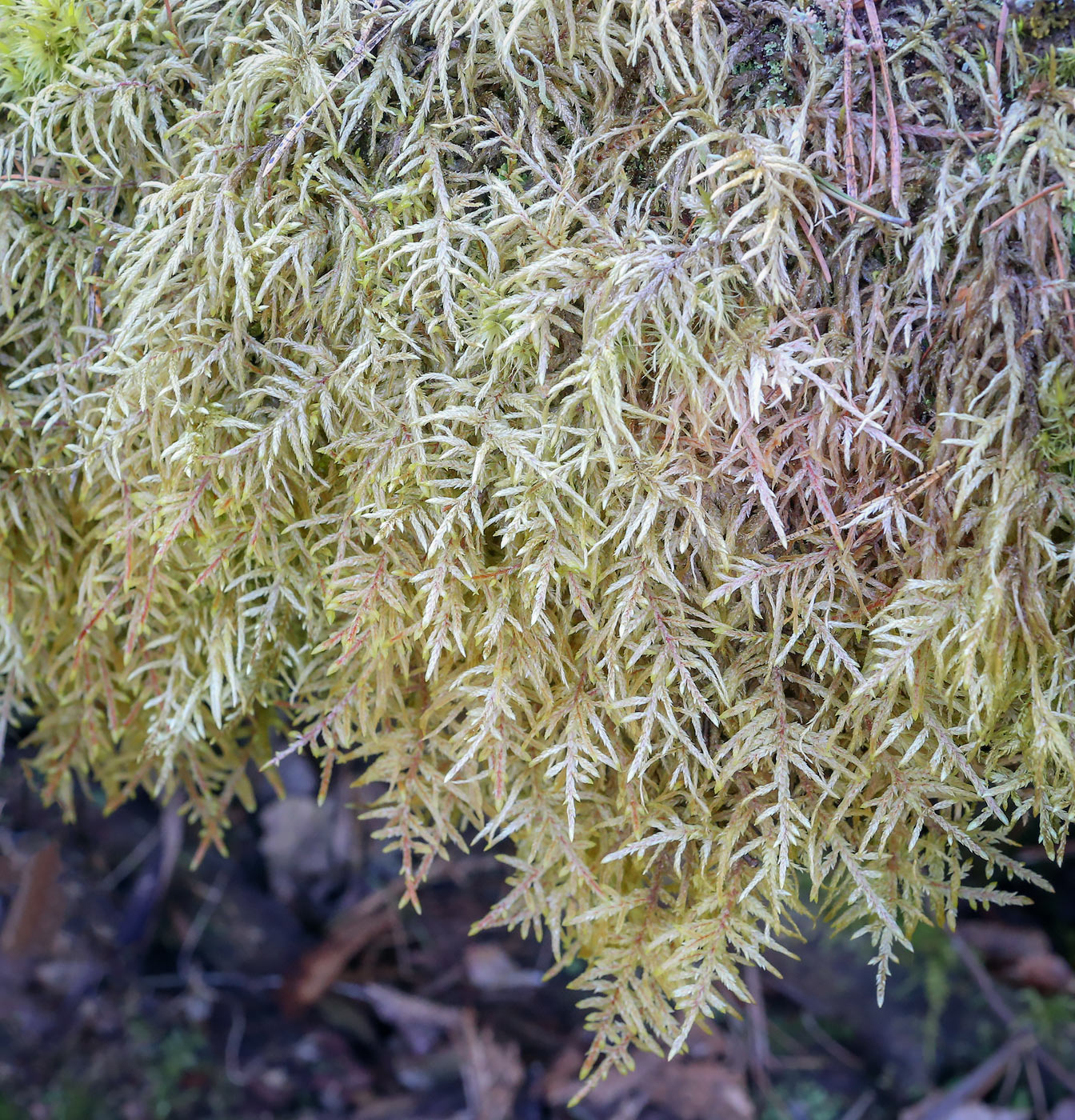 Image of Pleurozium schreberi specimen.