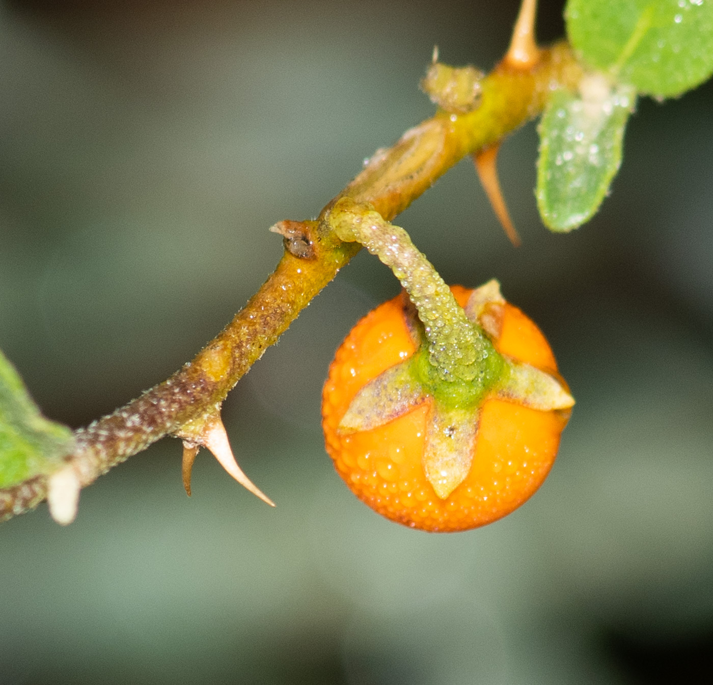 Изображение особи Solanum capense.