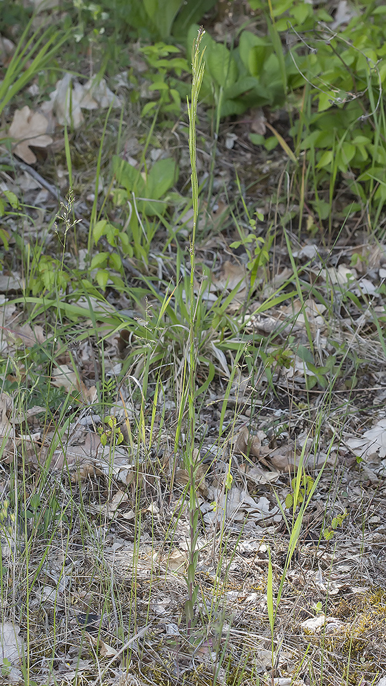 Изображение особи Arabis sagittata.