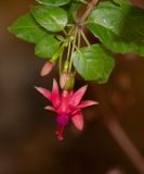 genus Fuchsia