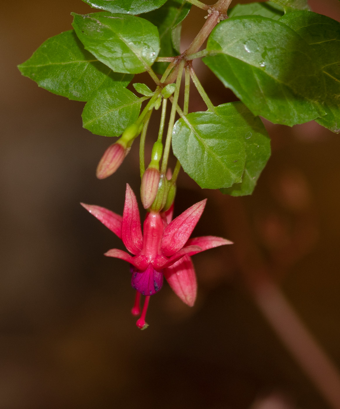 Image of genus Fuchsia specimen.