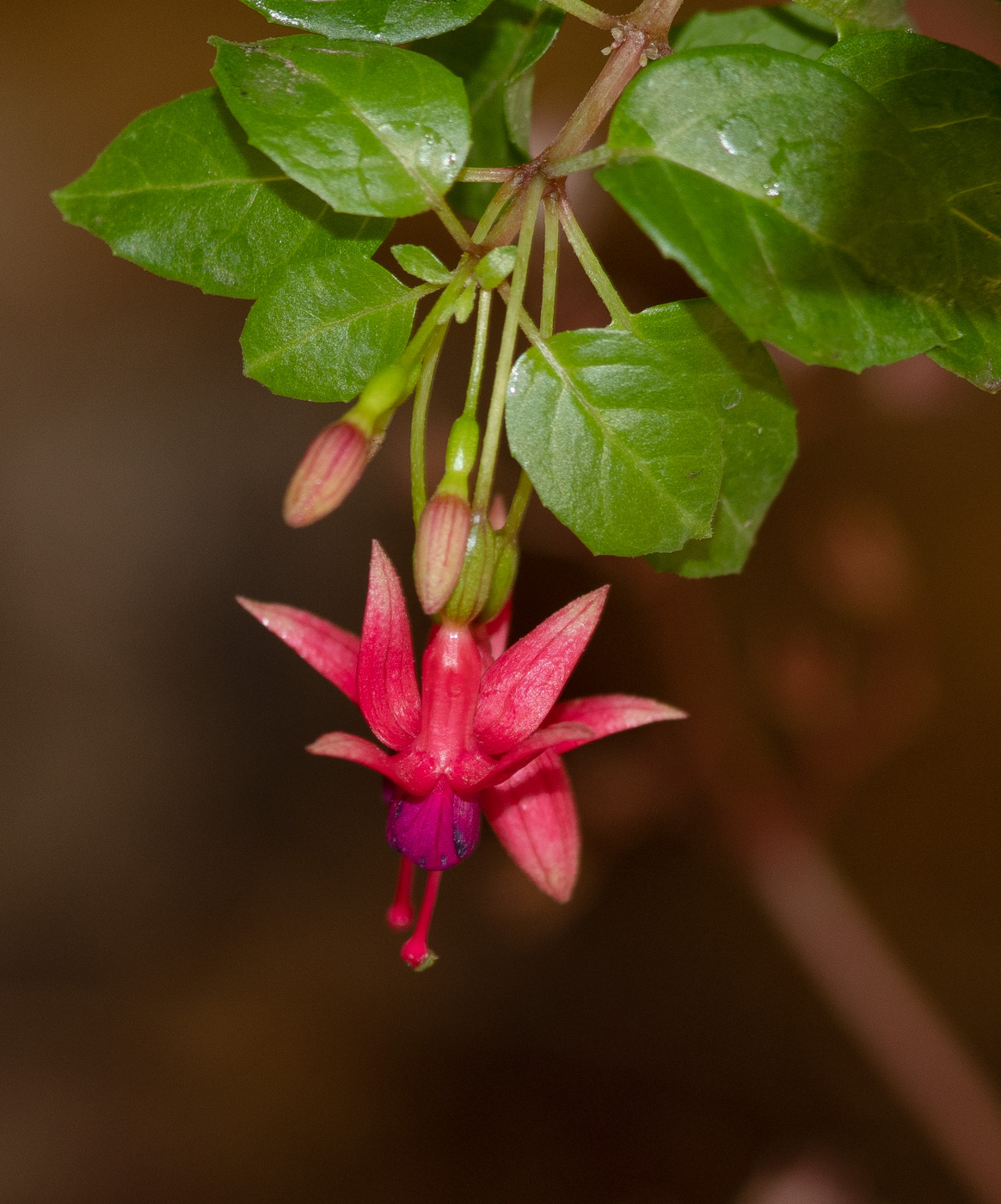 Изображение особи род Fuchsia.