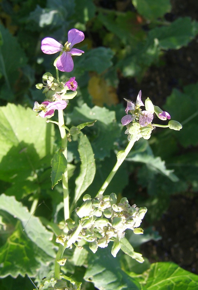 Изображение особи семейство Brassicaceae.