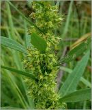 Rumex maritimus. Часть соцветия. Чувашия, окр. г. Шумерля, пойма р. Сура, оз. Щучья Лужа. 5 сентября 2010 г.