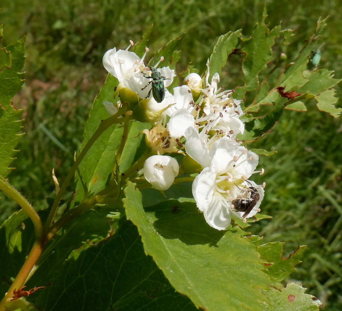 Image of Crataegus chlorocarpa specimen.