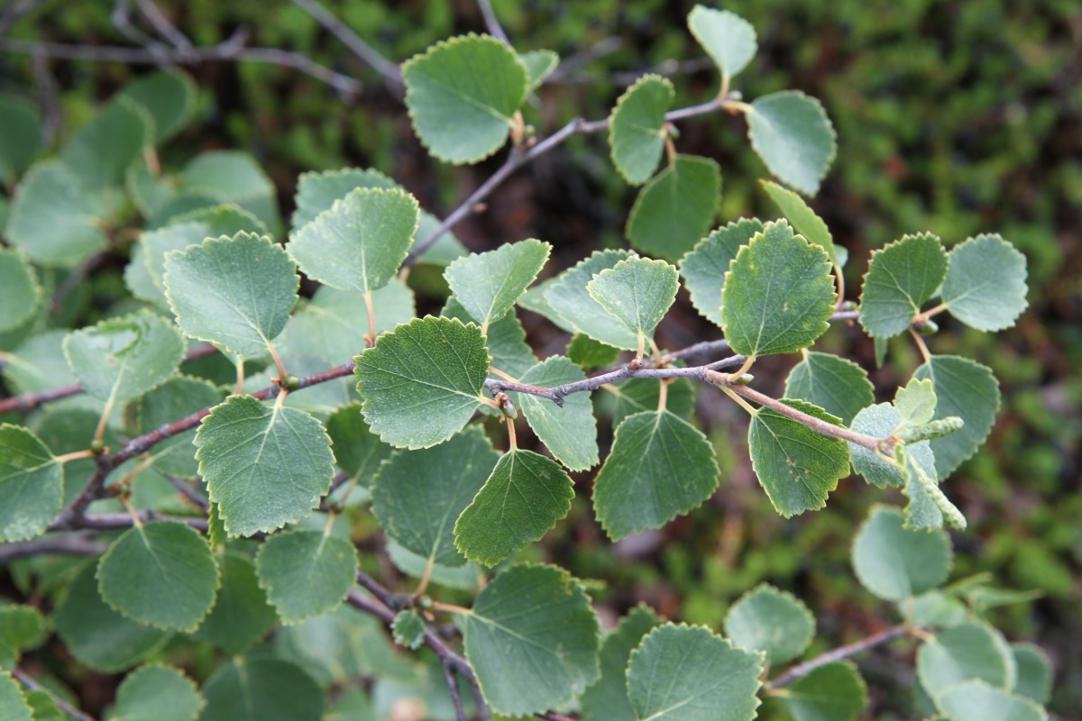 Изображение особи Betula &times; alpestris.