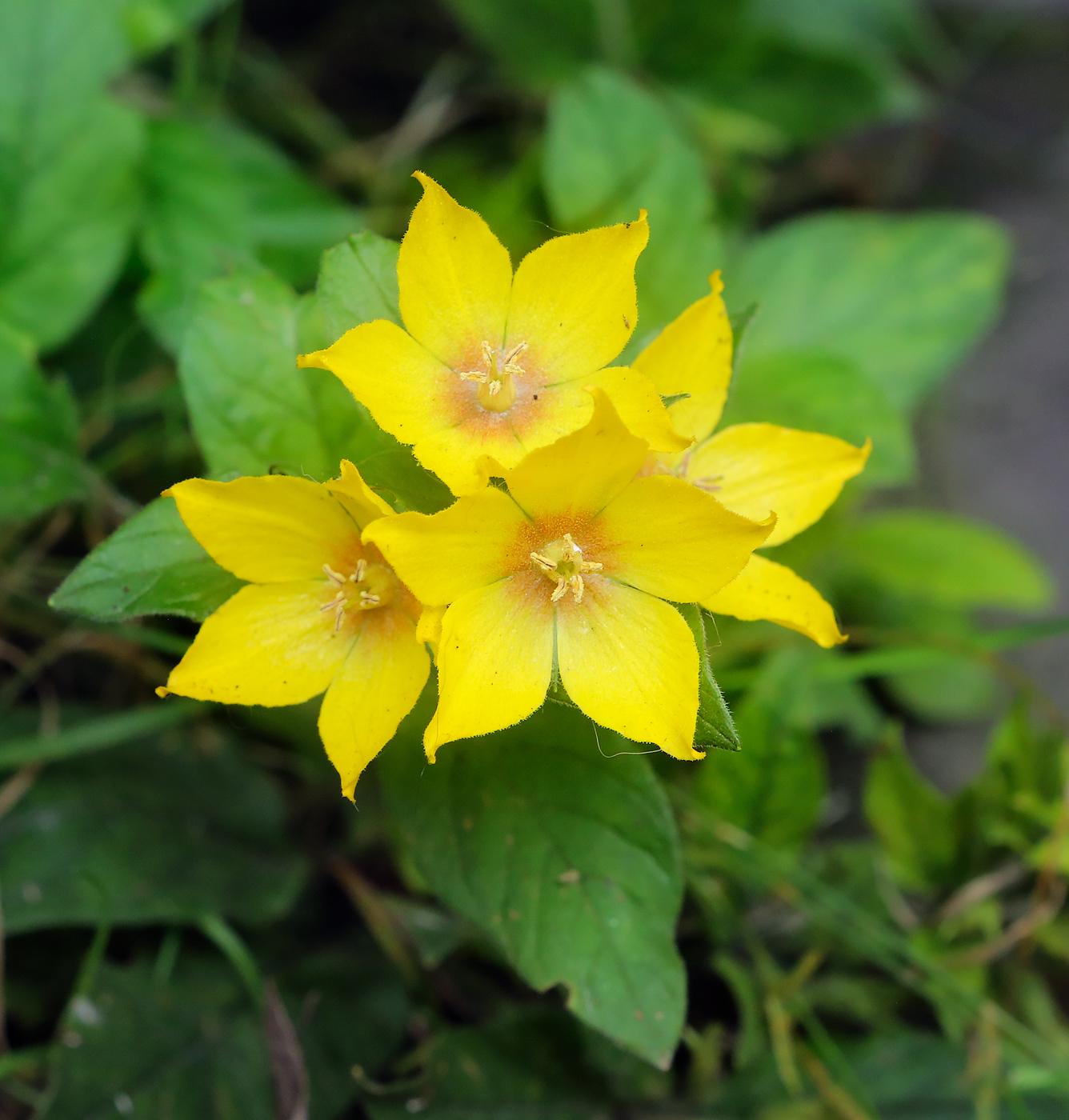 Image of Lysimachia punctata specimen.