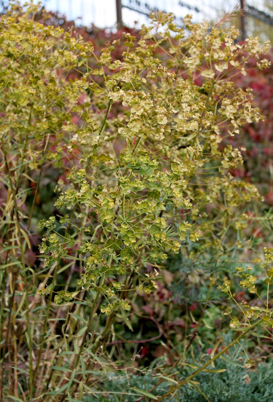 Изображение особи Euphorbia jaxartica.