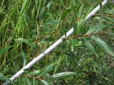 Salix rorida