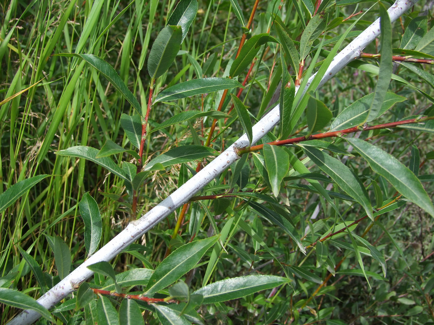 Изображение особи Salix rorida.
