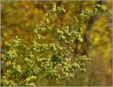 Chenopodium strictum. Верхушка побега с соплодием. Чувашия, окр. г. Шумерля, ж.-д. насыпь. 16 сентября 2010 г.