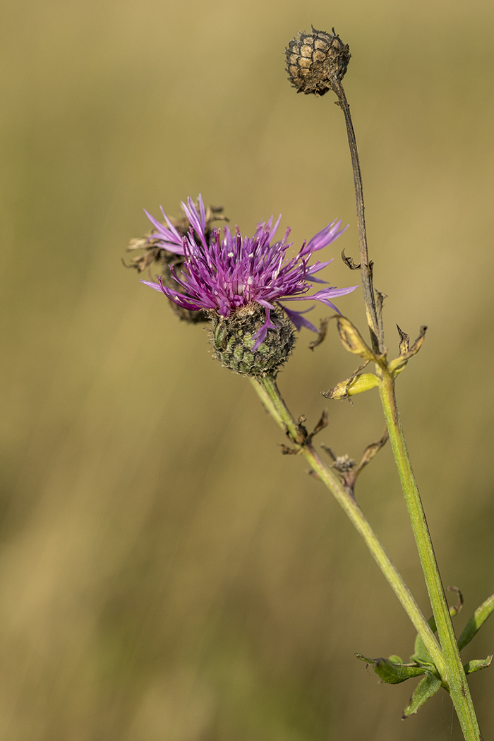 Изображение особи Centaurea scabiosa.