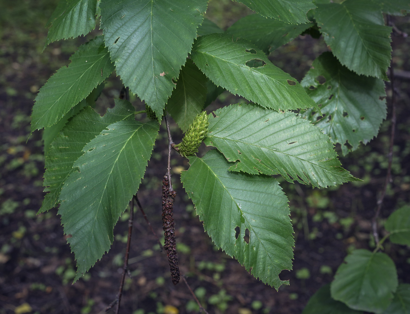 Image of genus Betula specimen.