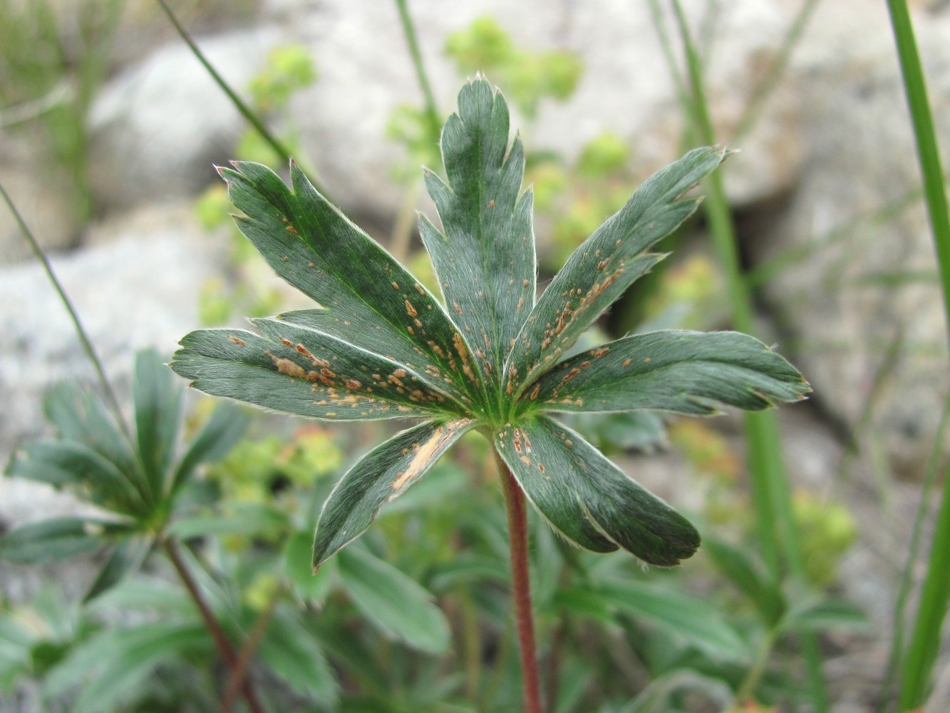 Изображение особи Alchemilla sericea.