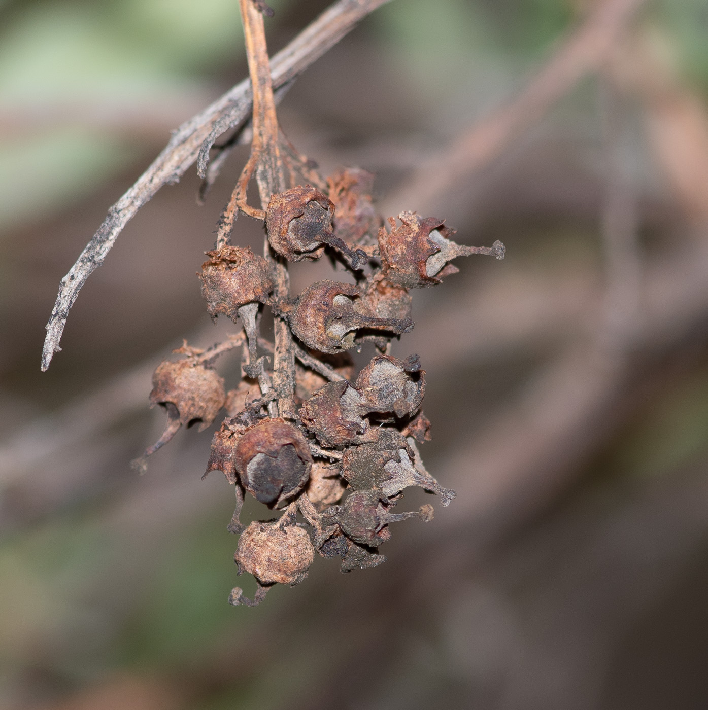 Image of Escallonia paniculata specimen.