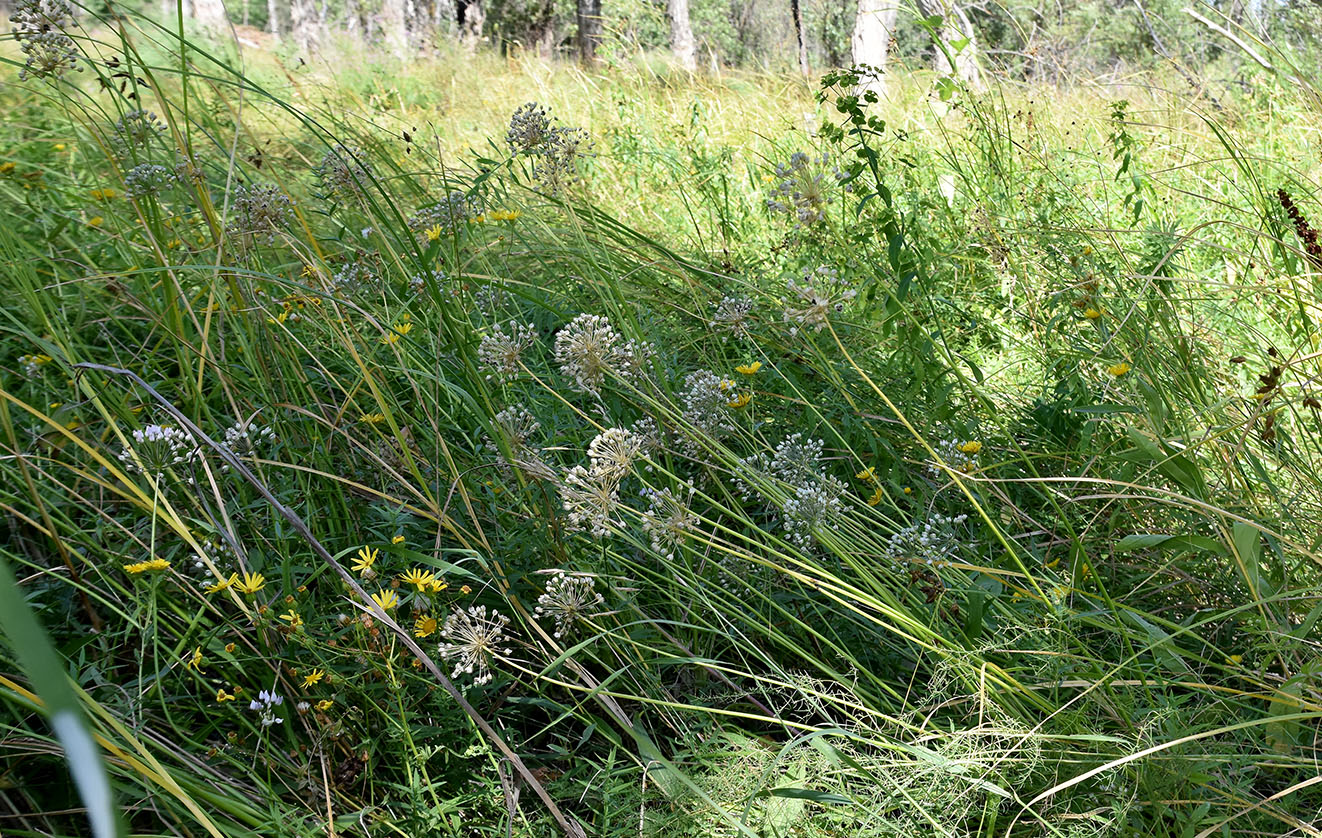 Изображение особи Allium angulosum.