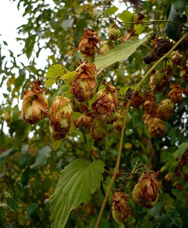 Image of Humulus lupulus specimen.