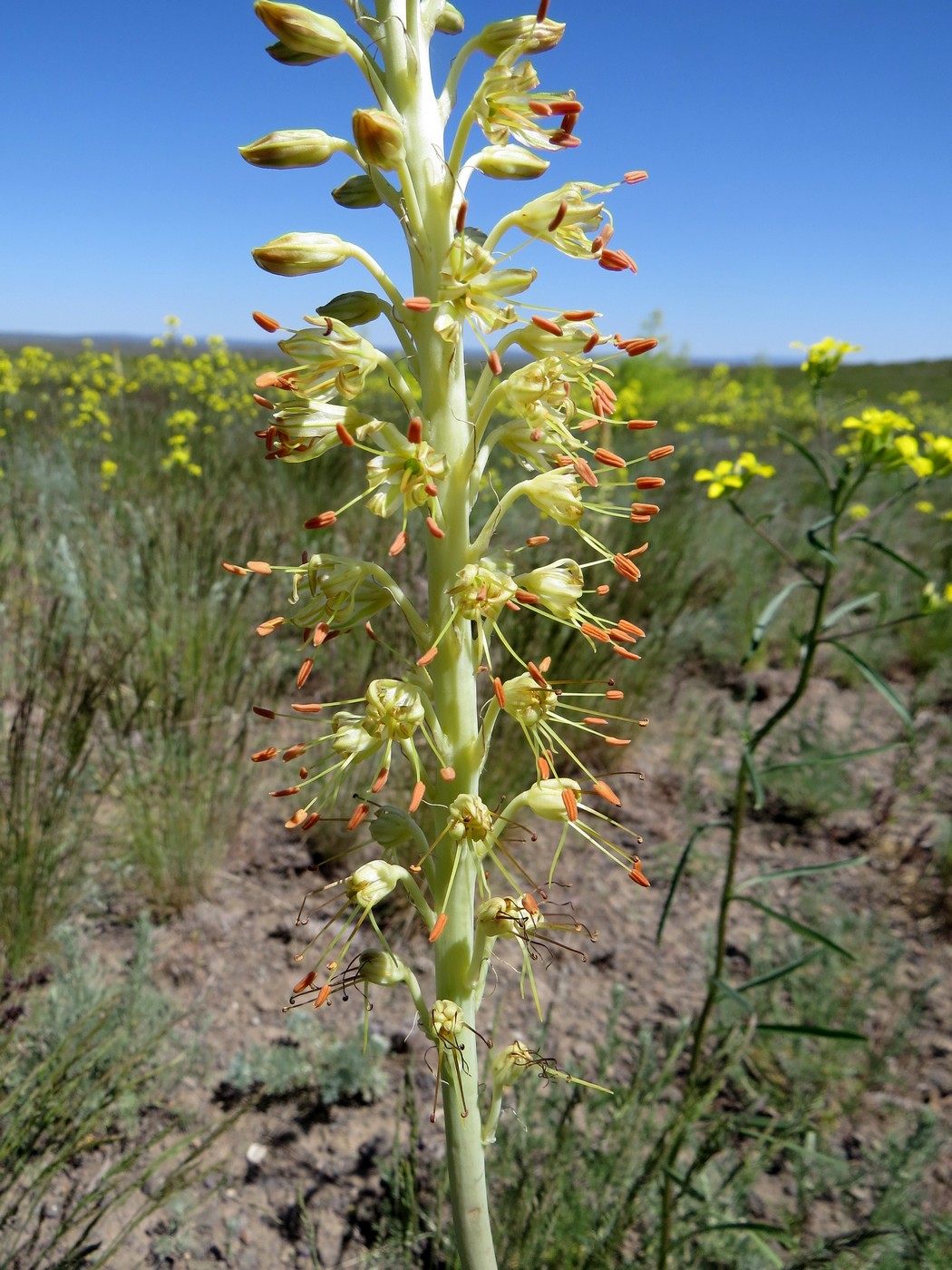 Изображение особи Eremurus altaicus.