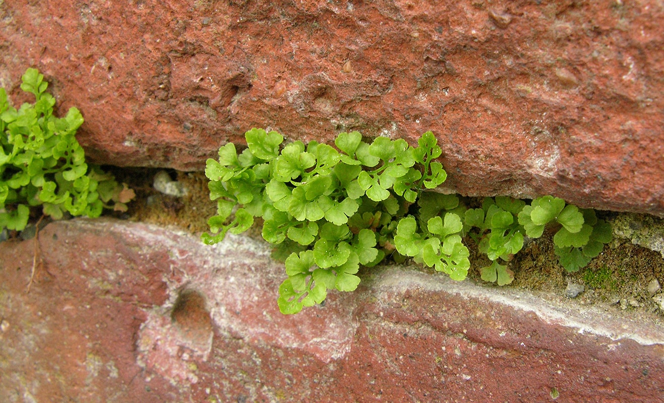 Image of Asplenium ruta-muraria specimen.