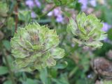 Iberis umbellata. Соплодия. Санкт-Петербург, клумба. 22 сентября 2010 г.