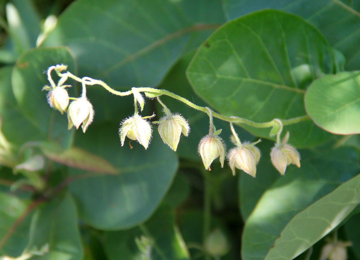 Image of Helianthemum ovatum specimen.