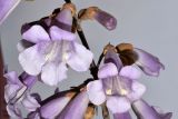 Paulownia tomentosa. Цветки. Узбекистан, г. Андижан, в городском озеленении, в культуре. 27.03.2021.