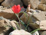 Tulipa florenskyi