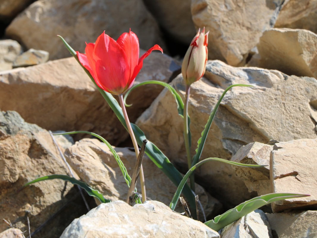 Image of Tulipa florenskyi specimen.