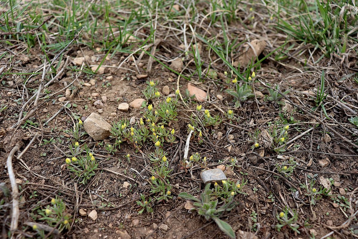 Изображение особи Ceratocephala orthoceras.