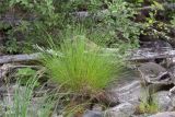 Carex cespitosa