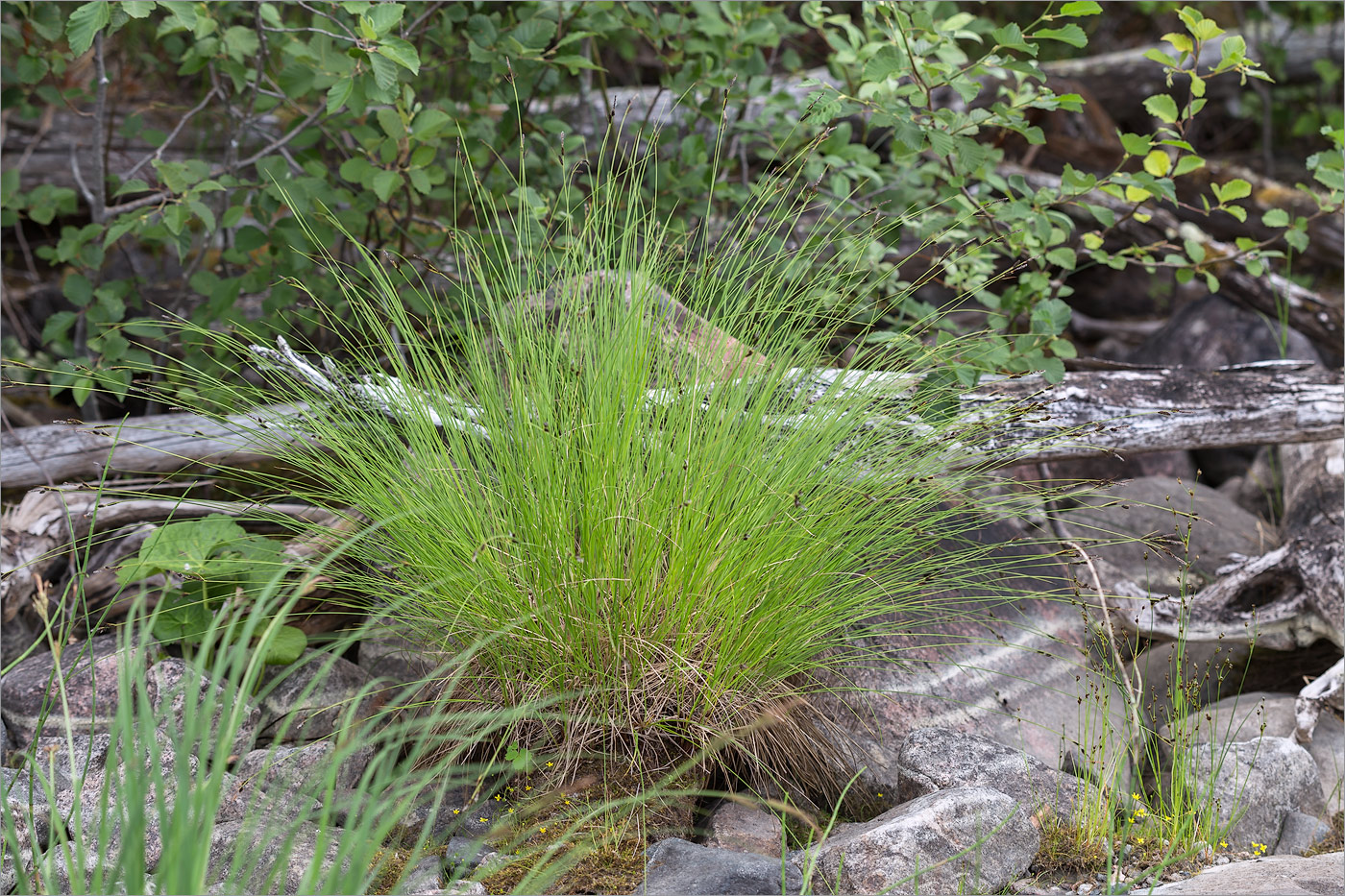 Изображение особи Carex cespitosa.