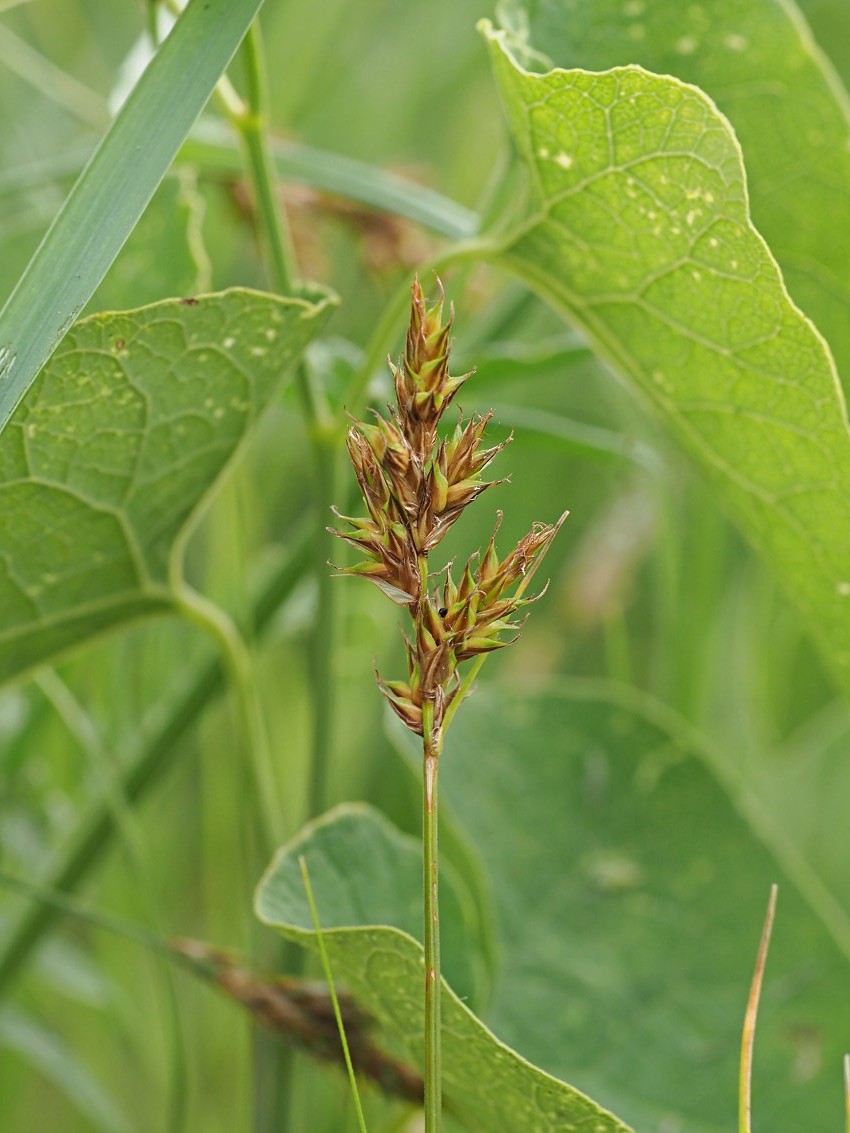 Image of Carex praecox specimen.