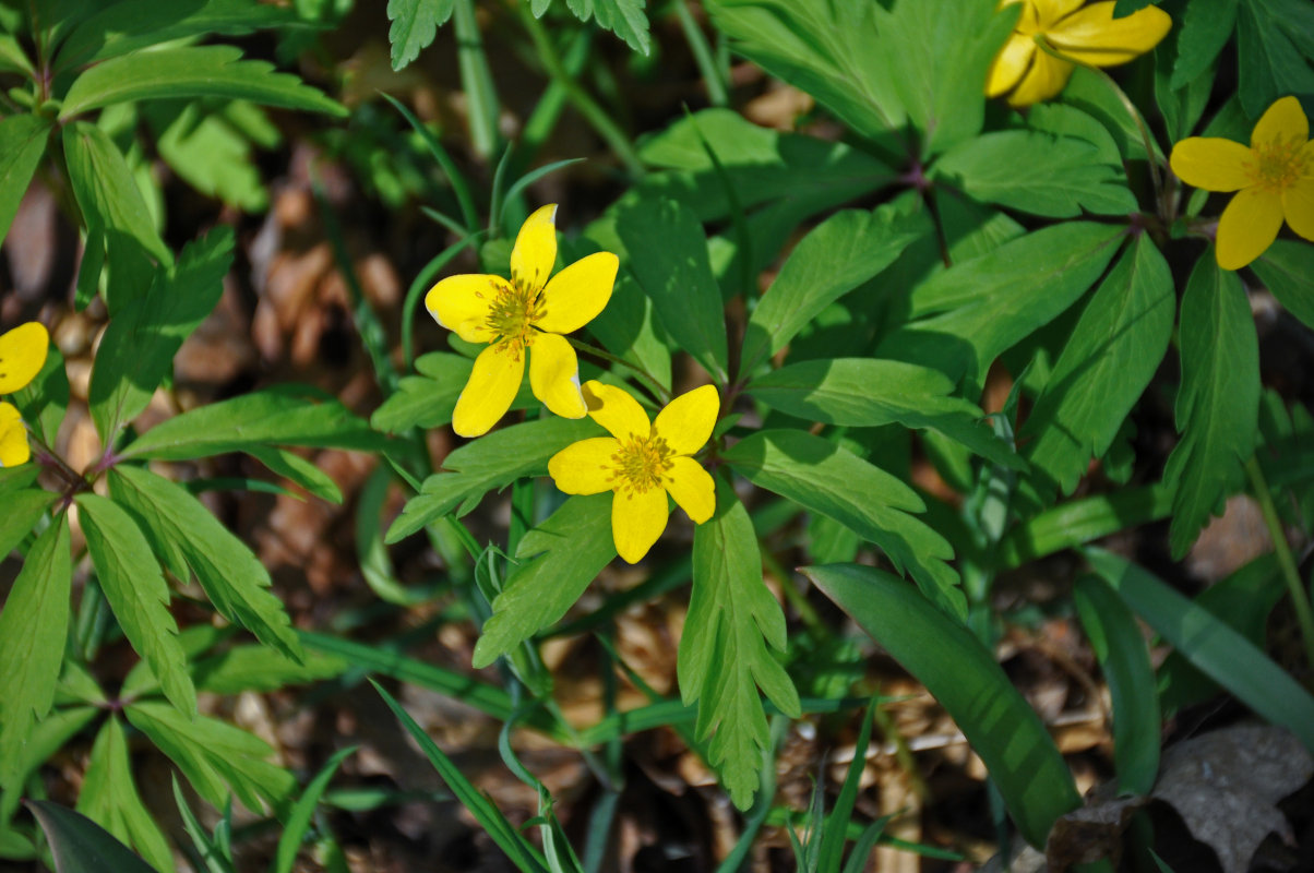 Image of Anemone ranunculoides specimen.