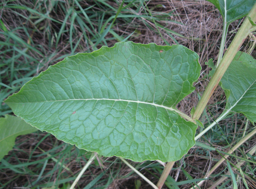 Image of Beta trigyna specimen.