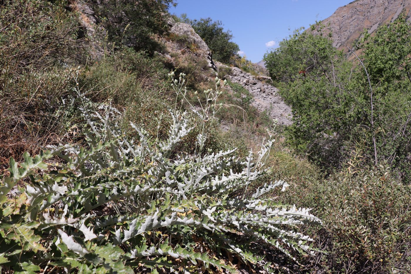 Image of Cousinia dolichophylla specimen.