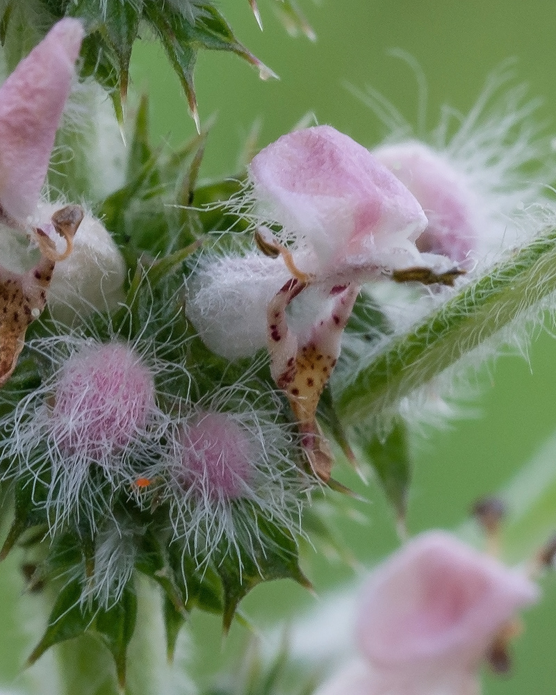 Изображение особи Leonurus quinquelobatus.