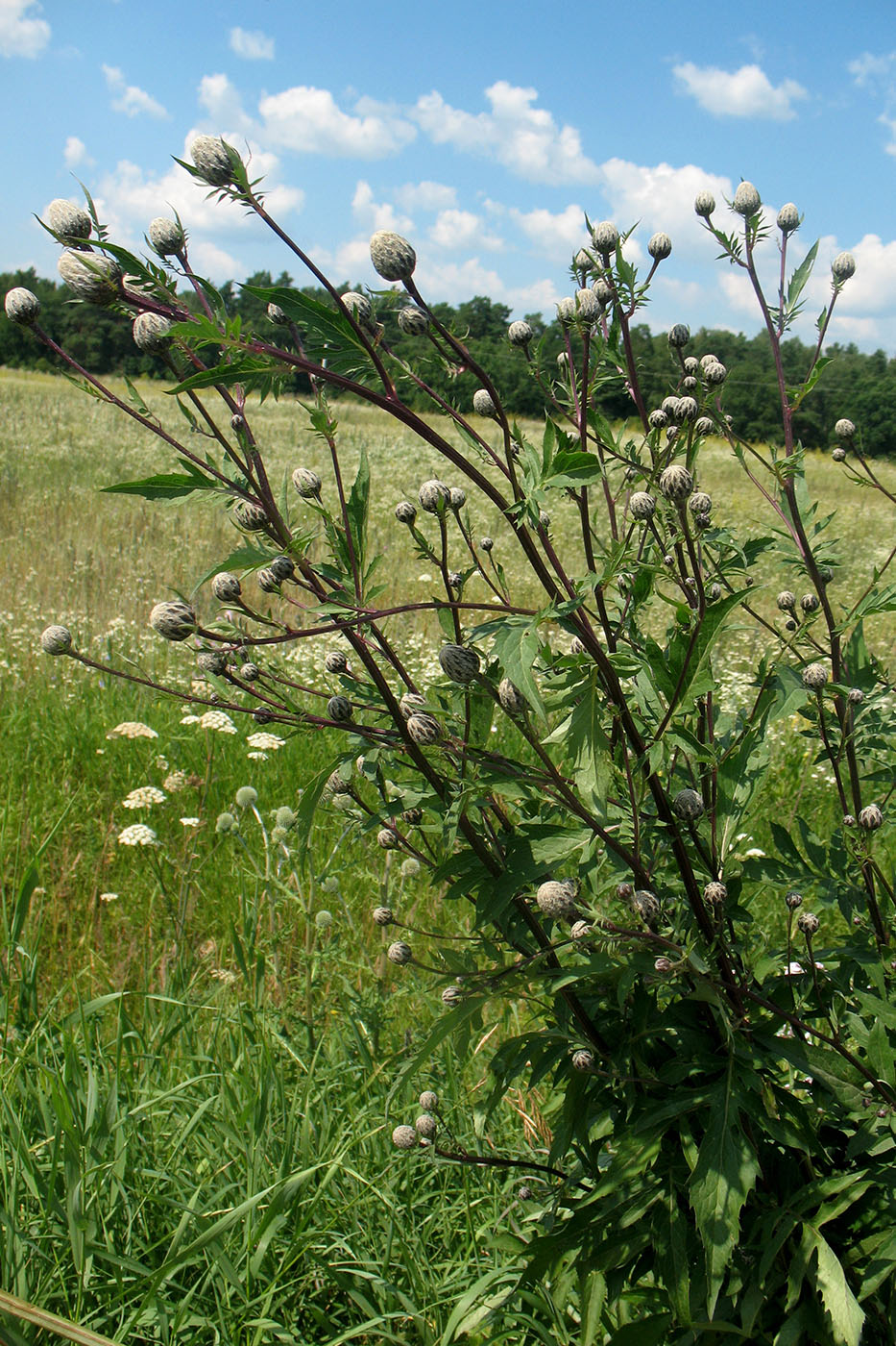 Image of Serratula coronata specimen.