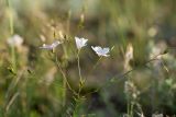 Linum tenuifolium. Верхушка цветущего и плодоносящего растения. Крым, Караларский природный парк, окр. бухты Коровья, степь. 03.07.2021.