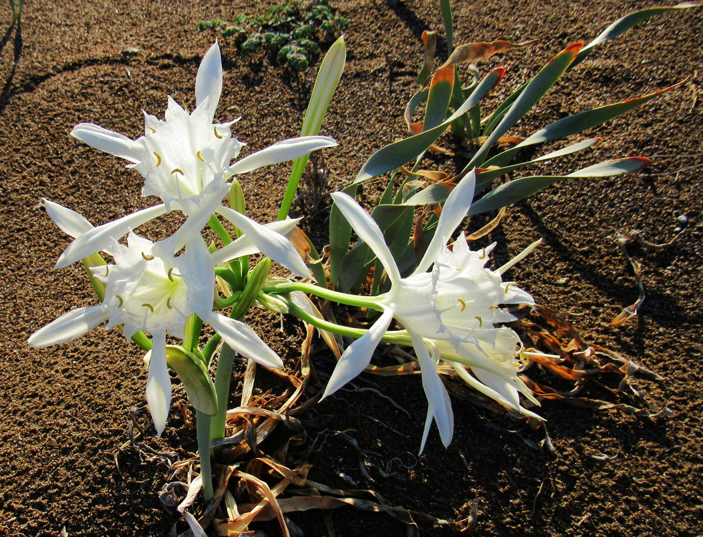 Image of Pancratium maritimum specimen.