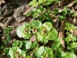 Chrysosplenium ramosum. Верхушка цветущего растения. Хабаровский край, Хабаровский р-н, пос. Корфовский, влажная дорога от пос. в сопку. 19.05.2013.