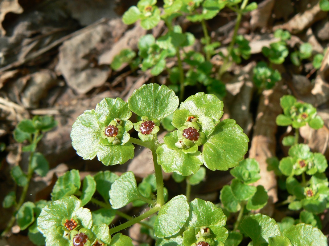 Изображение особи Chrysosplenium ramosum.
