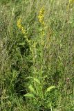 Solidago virgaurea. Цветущее растение. Санкт-Петербург, Красносельский р-н, окр. ж.-д. ст. Можайская, край луговины. 19.08.2021.