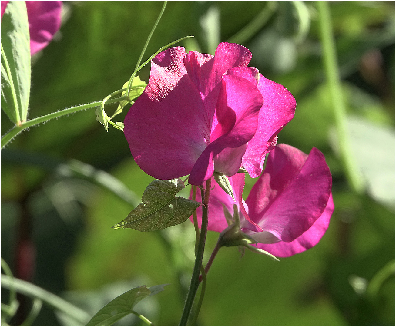 Изображение особи Lathyrus odoratus.